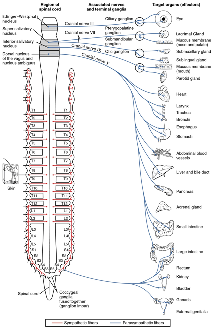 Body Scan Meditation for Inner Peace